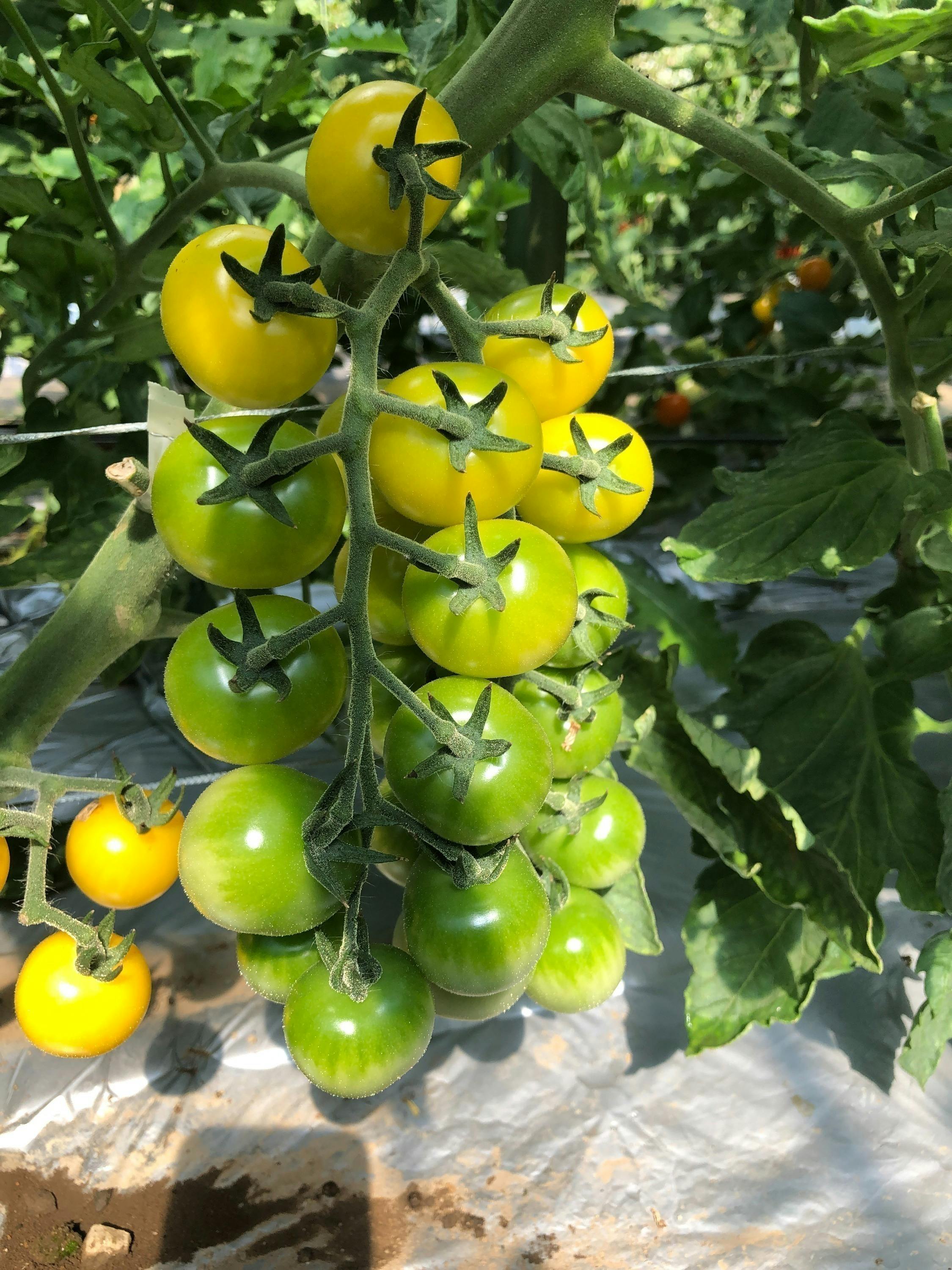 4番目のメイン画像