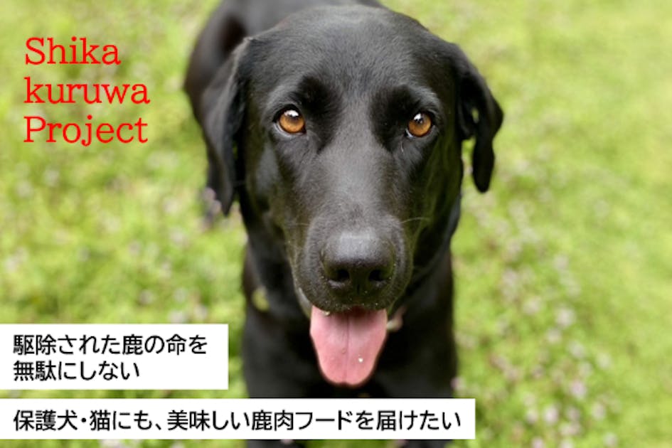 駆除されたニホンジカを原料とする鹿肉ペットフードを保護犬