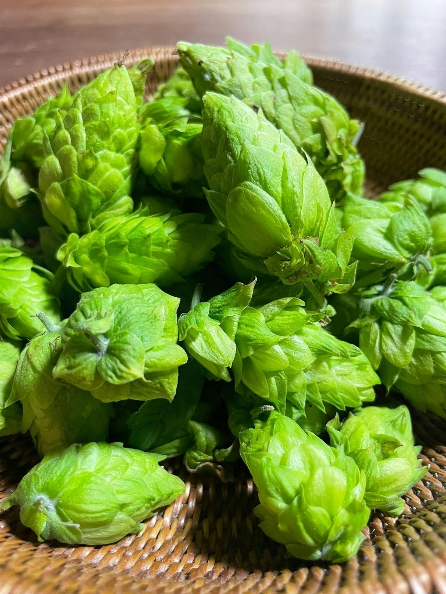 77歳 人生最大のチャレンジ!近江フレッシュホップの栽培で滋賀県を 77歳 人生最大のチャレンジ!近江フレッシュホップの栽培で滋賀県を