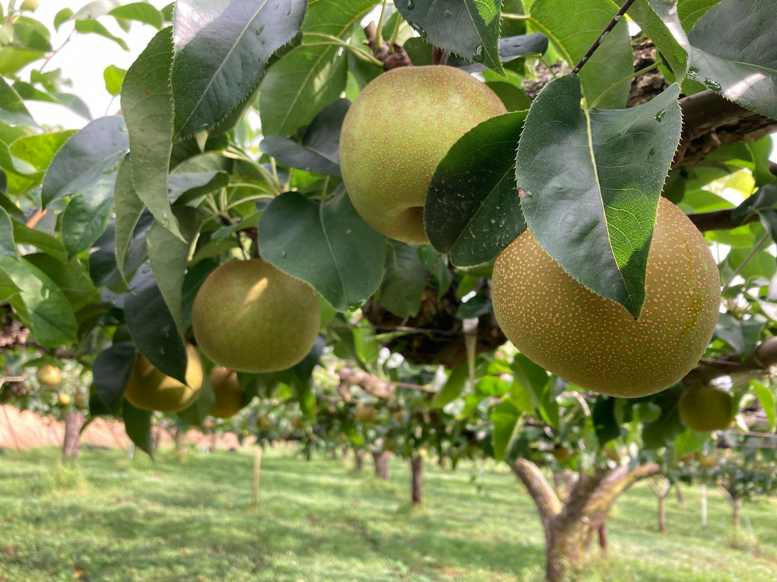 3番目のメイン画像