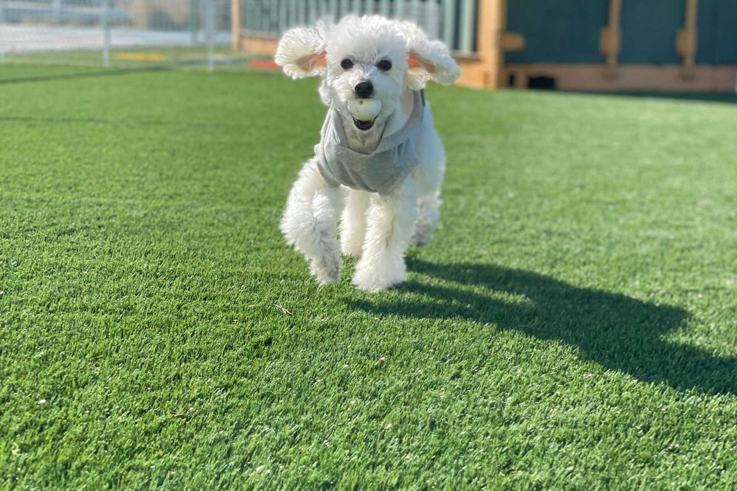 虹の橋ドッグラン キャンバスF20号 額縁は含みません 虹の橋