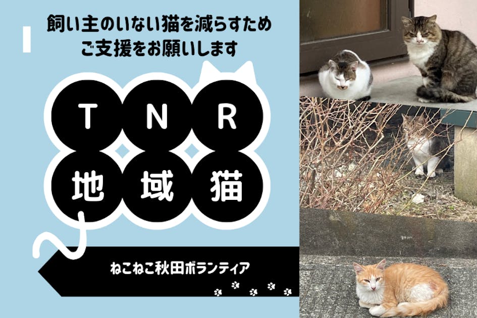 野良猫 Amazon | ねこよけ 多種動物撃退器 猫よけ 対策 野良猫 鳥よけ