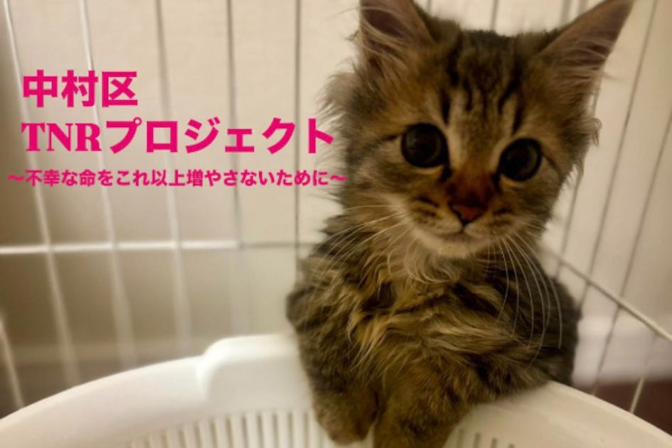 地域の野良猫を守ろう！TNRプロジェクト〜人と猫の共存〜 - CAMPFIRE