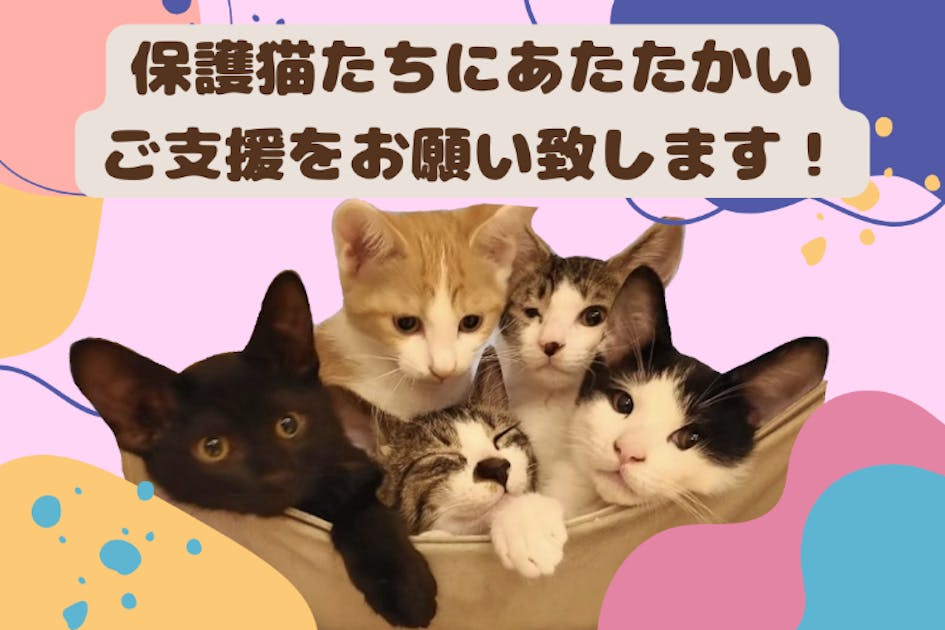 猫の居る生活　猫カフェ　保護猫ミニチュア 保護猫カフェ存続のための運営資金を集めたい - CAMPFIRE (キャンプ