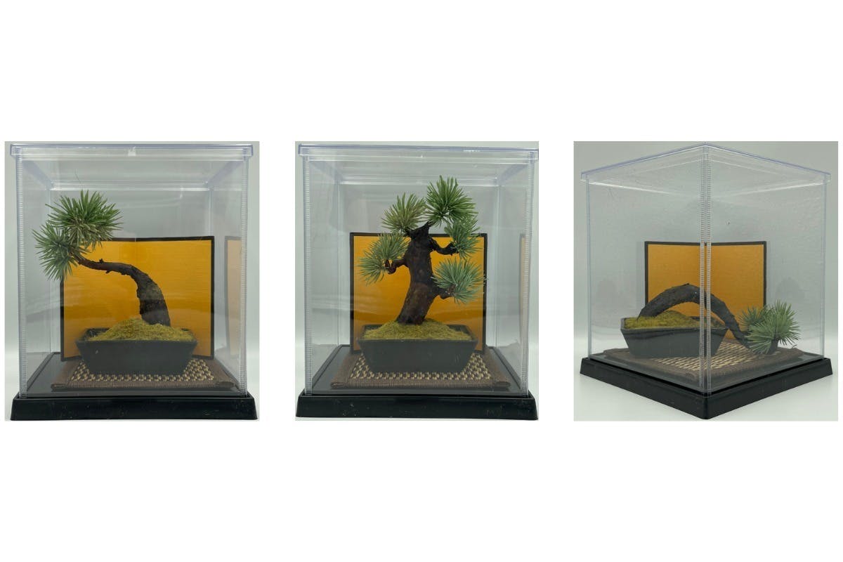 上質の追求】江戸盆栽作法に則ったA-BONSAIとクリアケース金屏風装飾 上質の追求】江戸盆栽作法に則ったA-BONSAIとクリアケース金屏風装飾