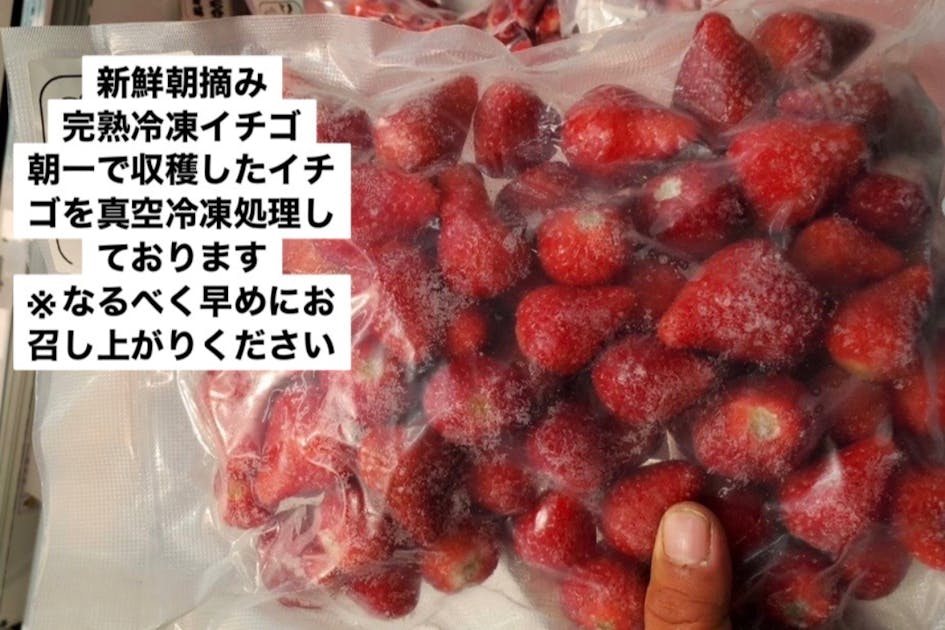 贅沢な朝摘み完熟冷凍イチゴをお届け！ - CAMPFIRE (キャンプファイヤー)