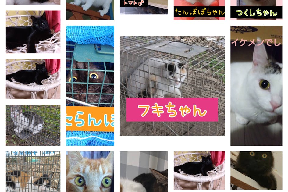 のら猫保護活動プロジェクト-ネコにも優しい北海道栗山町 - CAMPFIRE