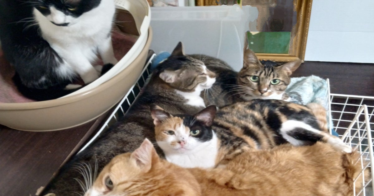 支援者一覧 - 行き場を失った老猫や病気猫たちを守るために〜未来のシェルターと活動継続への支援を - CAMPFIRE (キャンプファイヤー)