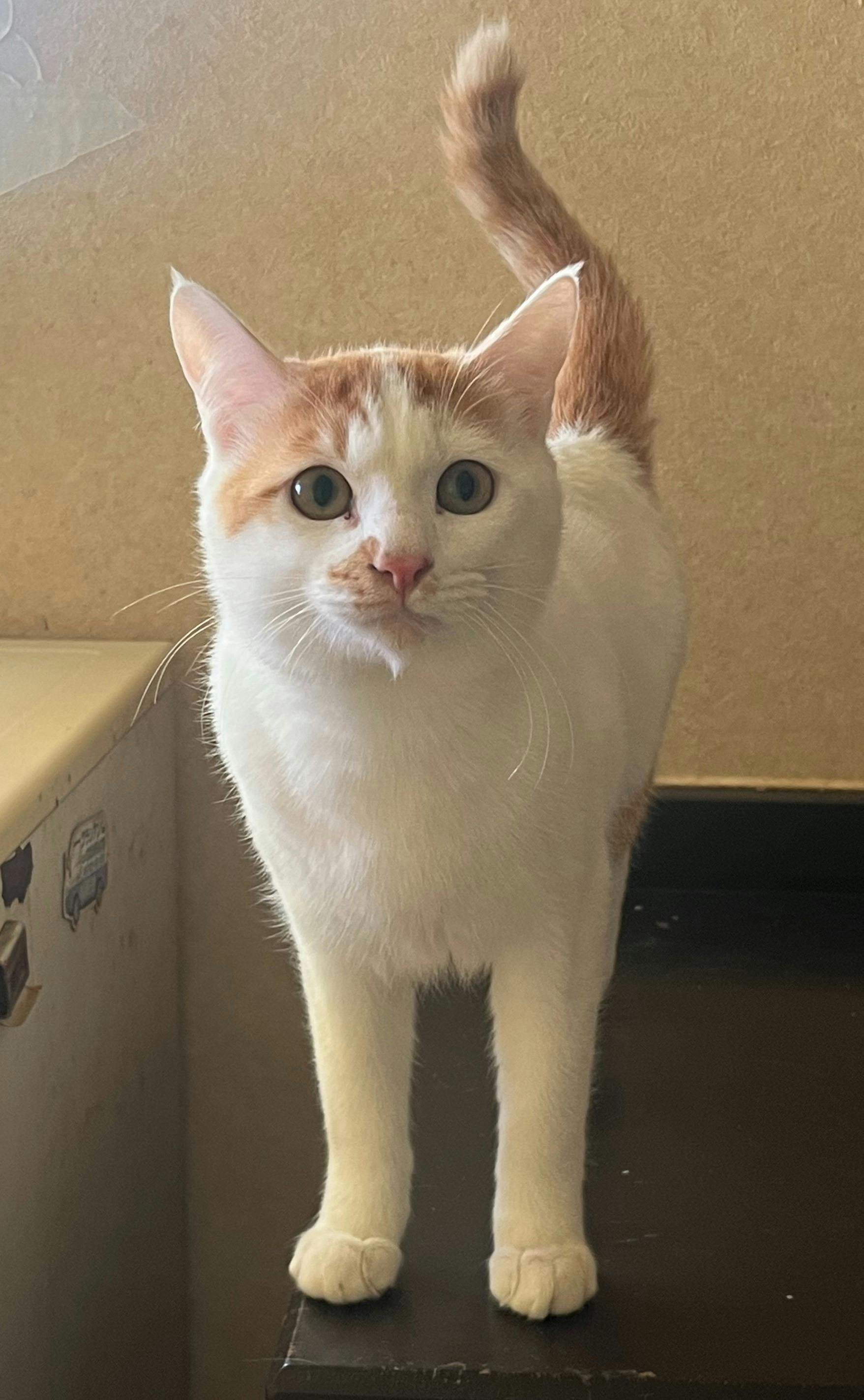 4番目のメイン画像