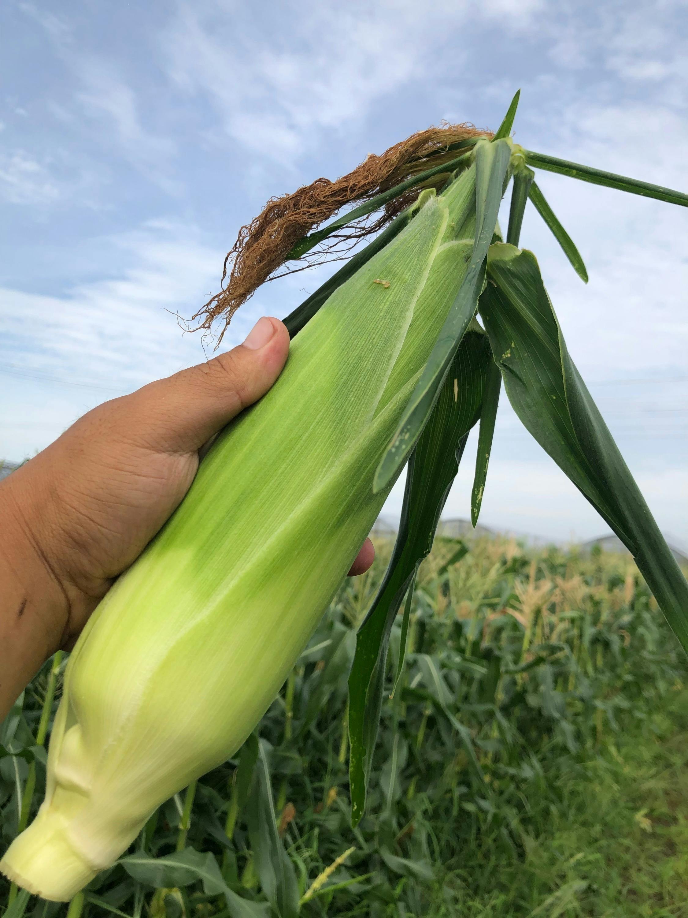 5番目のメイン画像