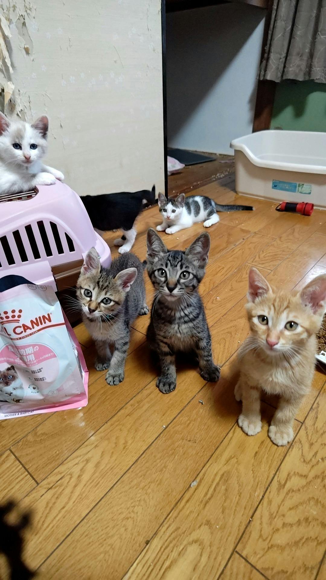 3番目のメイン画像