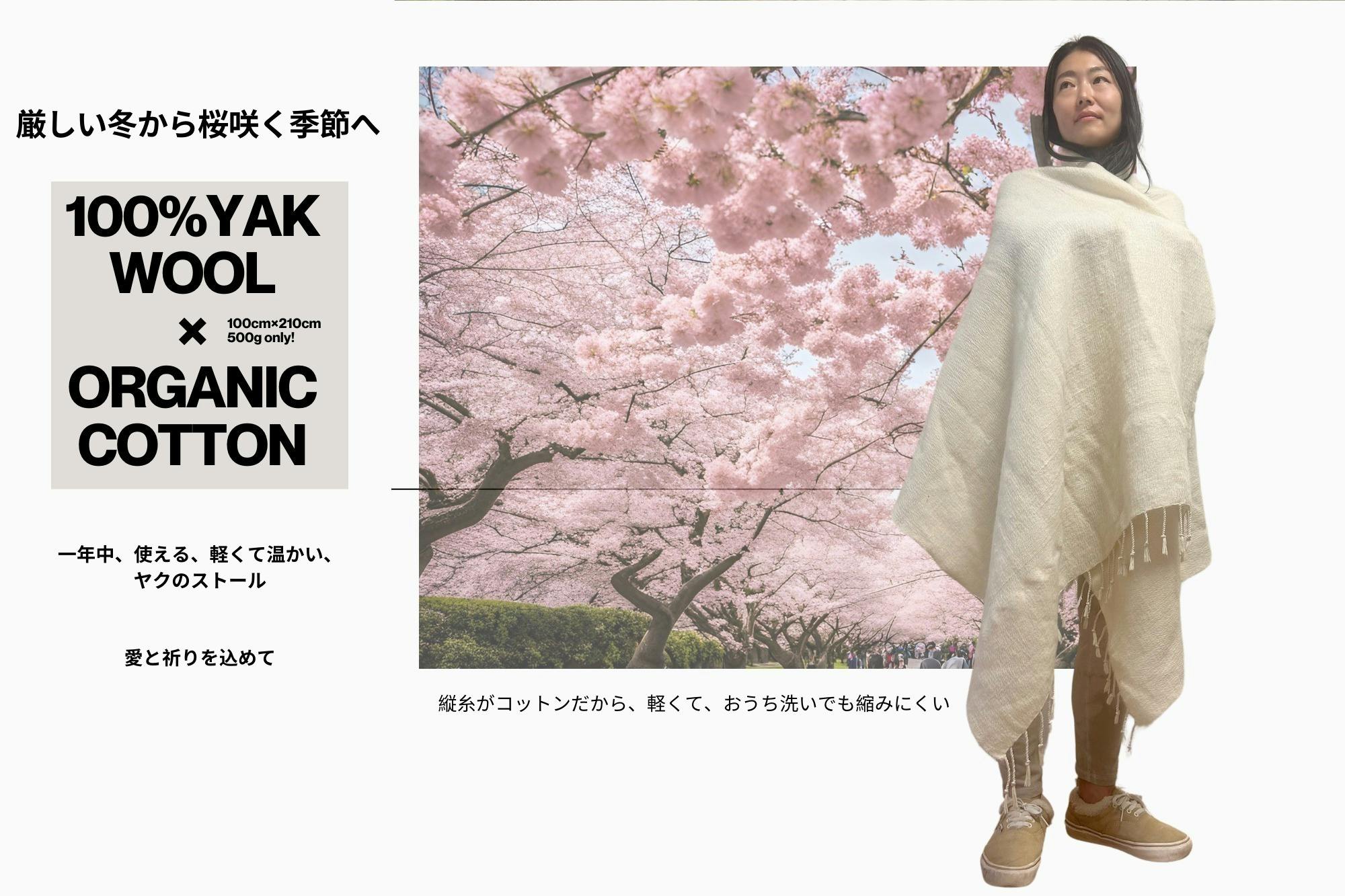 春を纏う！愛と祈りの「ヤク100%×オーガニック綿ストール」カシミヤ