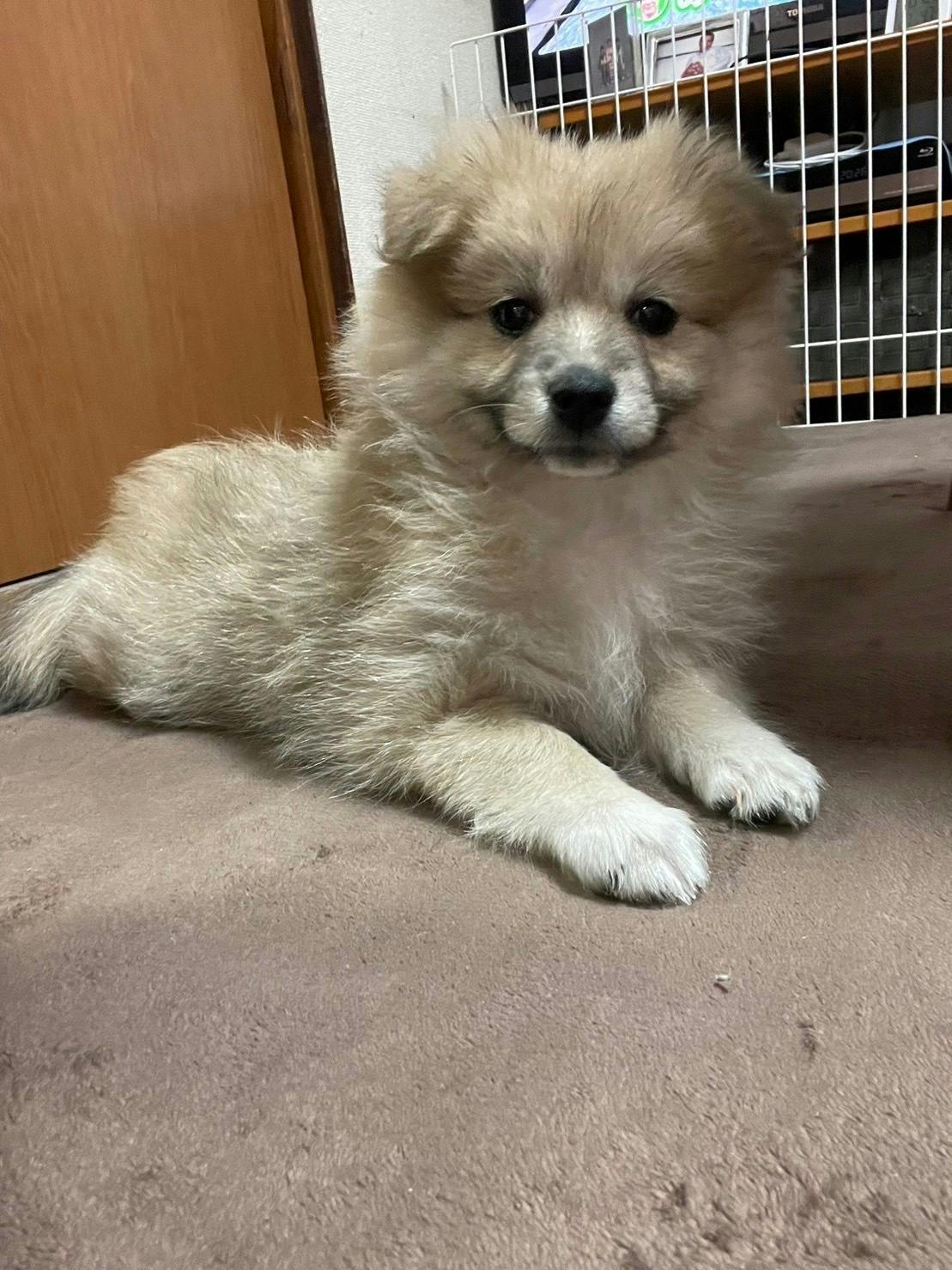 2番目のメイン画像