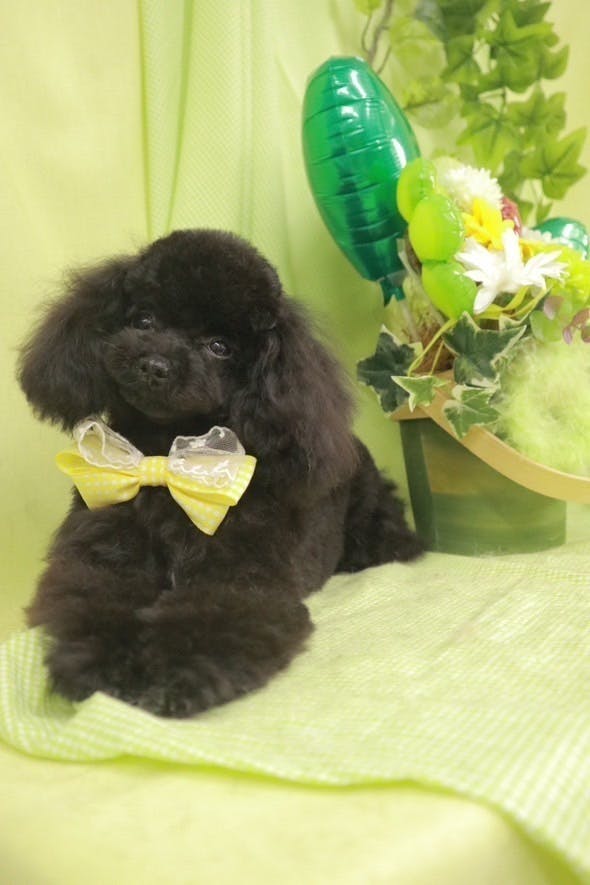 5番目のメイン画像