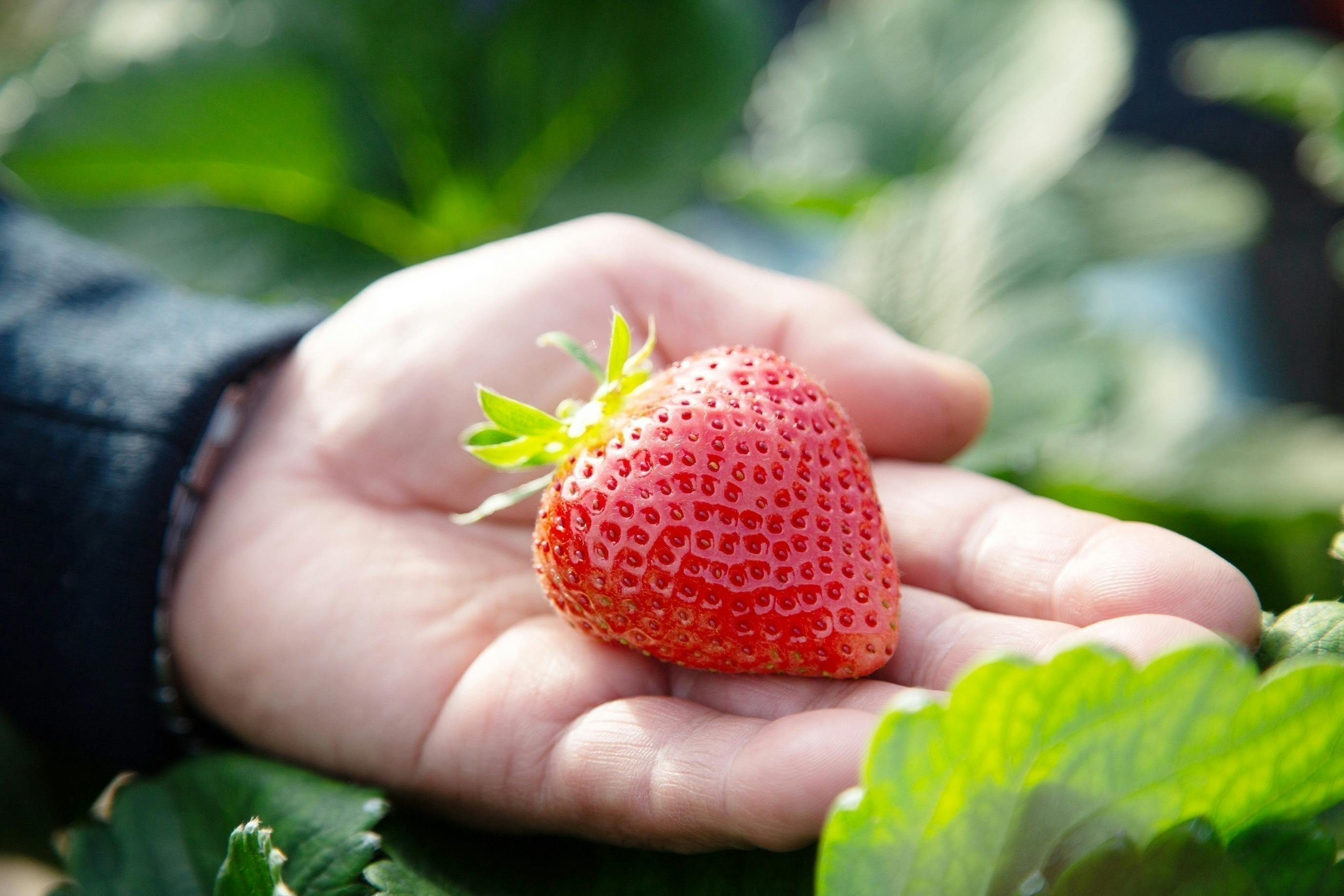 九州産の新鮮なフルーツで全国の皆さんと繋がり、77年続く青果市場を