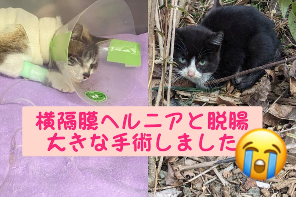 保護猫支援】命をつなぐための活動費を募ります！ - CAMPFIRE