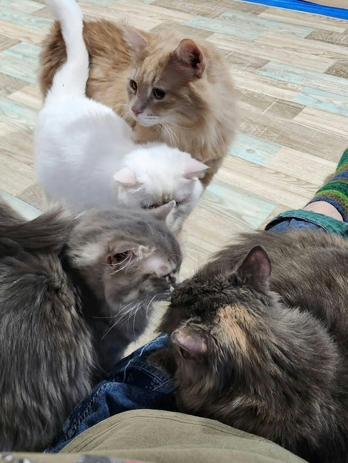 5番目のメイン画像