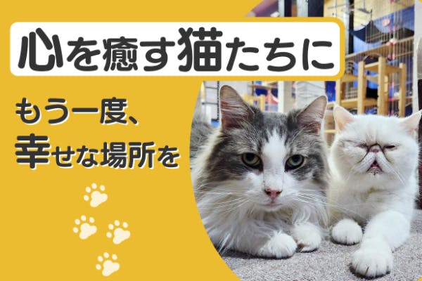 大阪府高槻市】今年9月に居場所を失う17匹の猫たちに、新しい居場所を