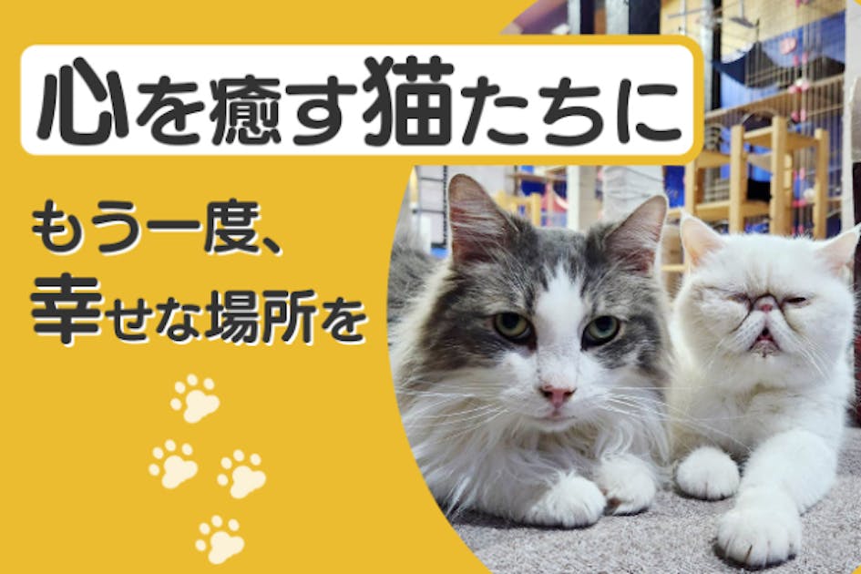 大阪府高槻市】今年9月に居場所を失う17匹の猫たちに、新しい居場所を