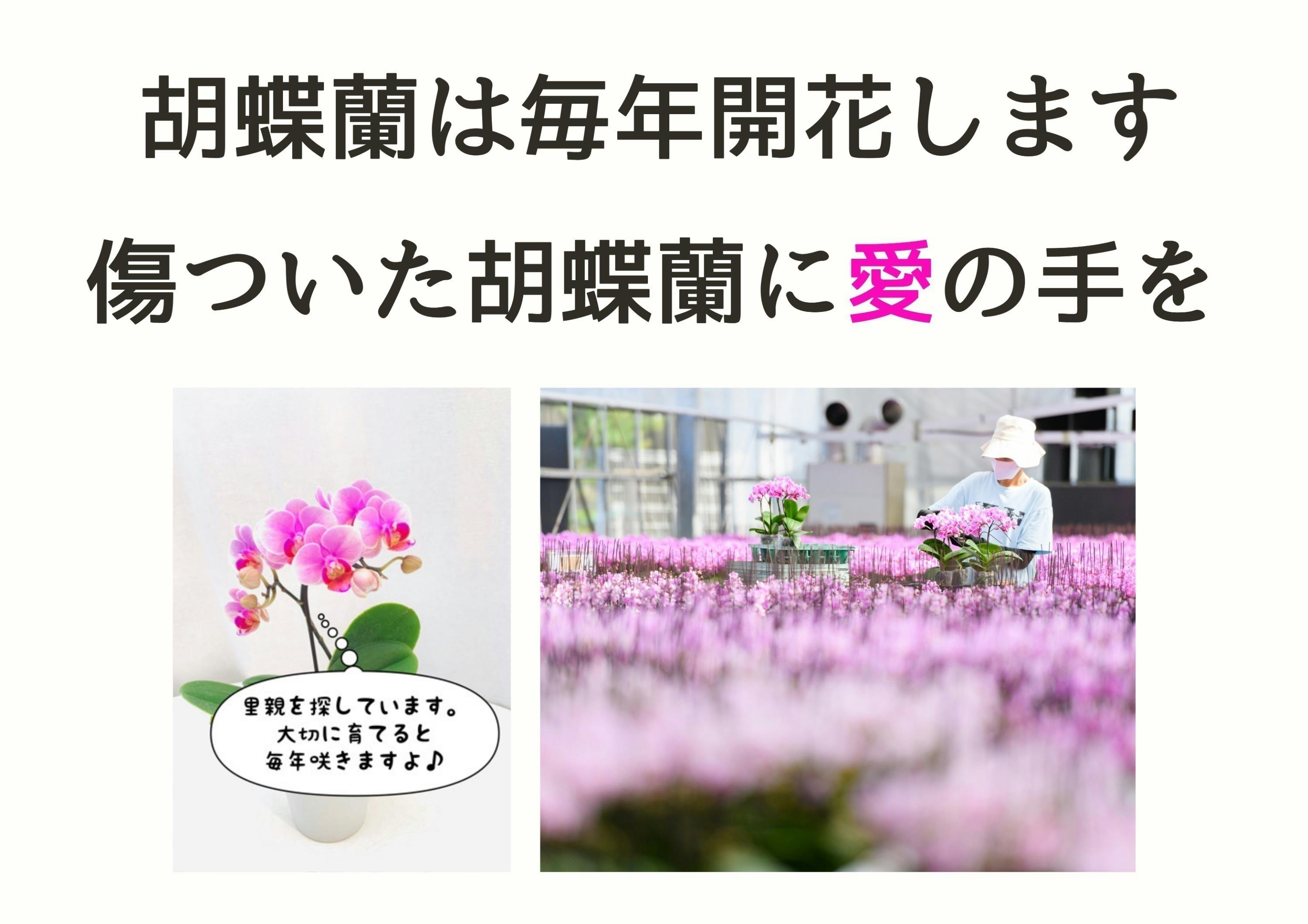 胡蝶蘭のプロと咲かせる！傷ついた小さな胡蝶蘭たちの里親募集<2nd