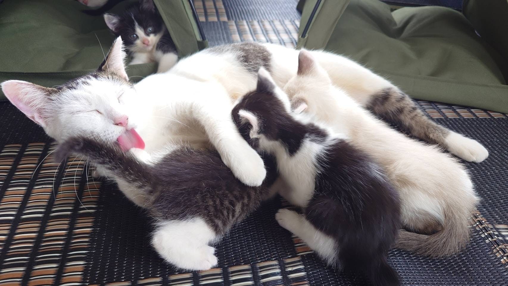 5番目のメイン画像