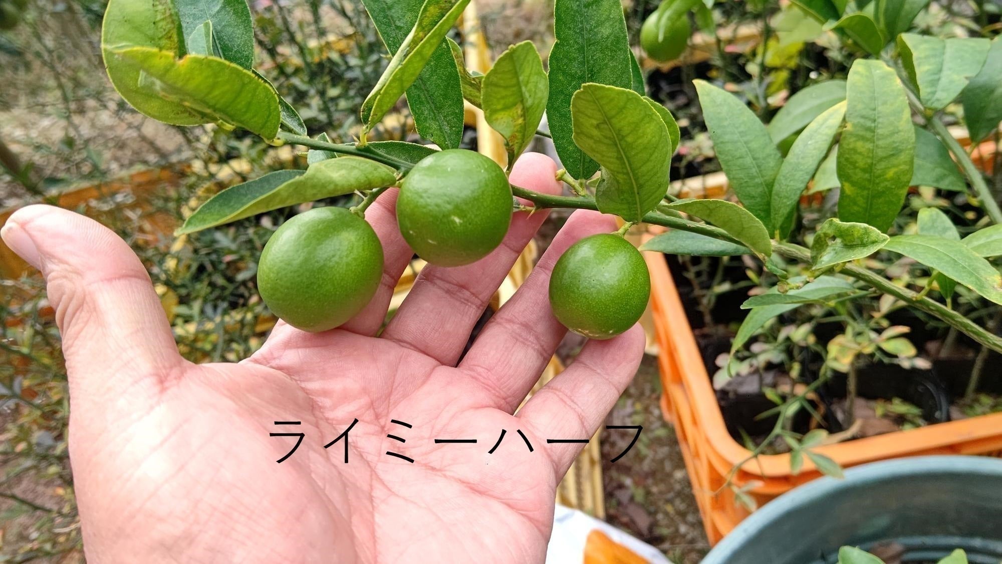 4番目のメイン画像