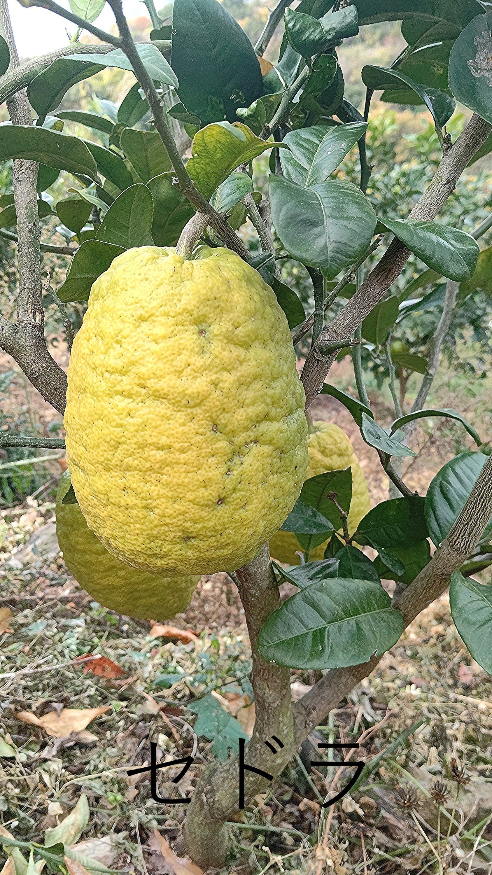 5番目のメイン画像