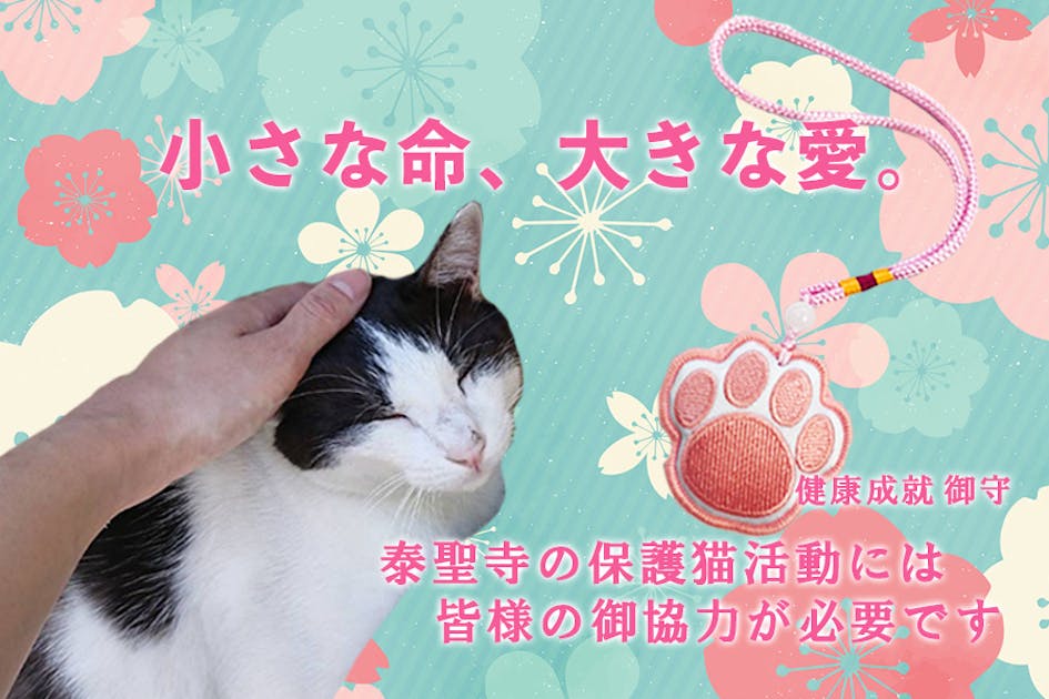 泰聖寺の保護猫活動には 皆様の御協力が必要です - CAMPFIRE (キャンプ