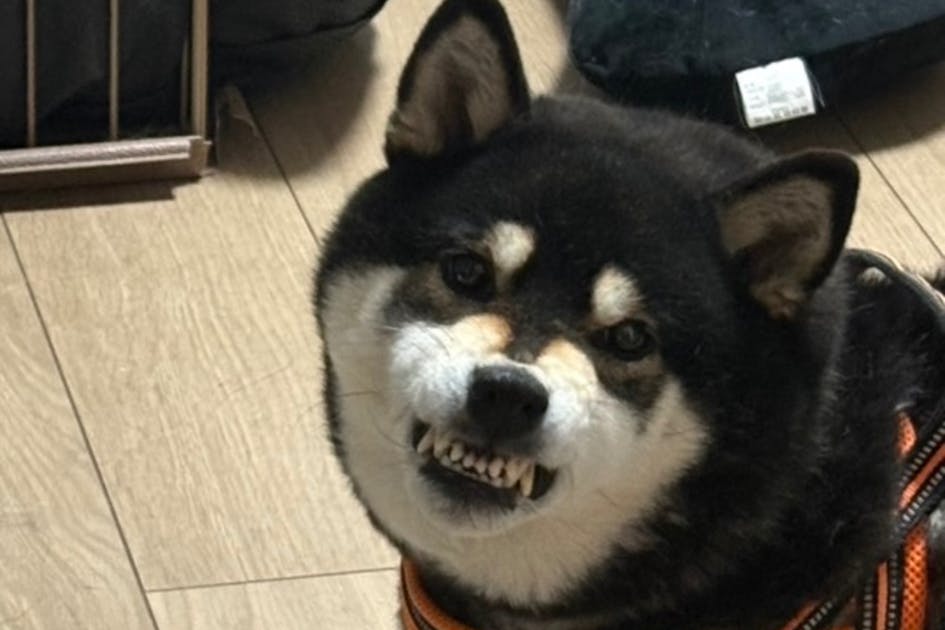 譲渡不可の命を守るための施設増設をしたい！