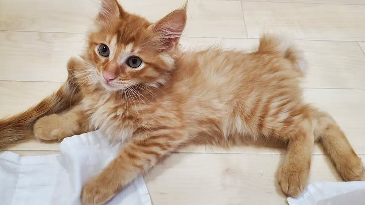 3番目のメイン画像