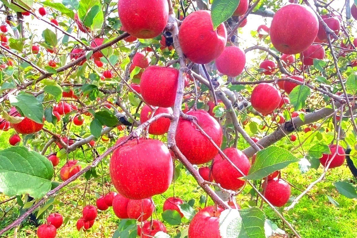 青森のりんごを未来へ──まさひろ林檎園「苗木再生プロジェクト