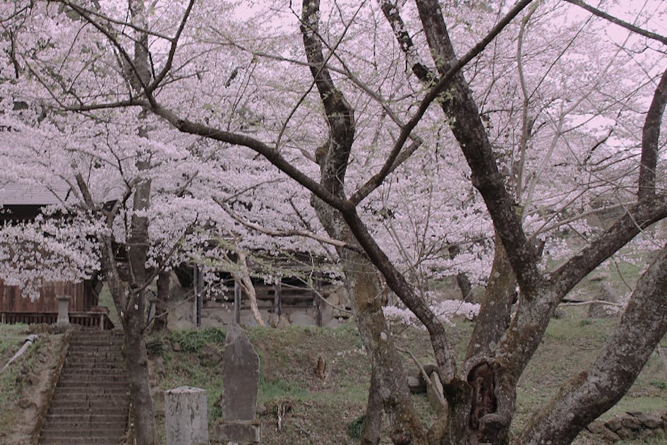 樹齢1200年・弘法桜の危機】中野市の弘法桜と未来の景観を守る再生