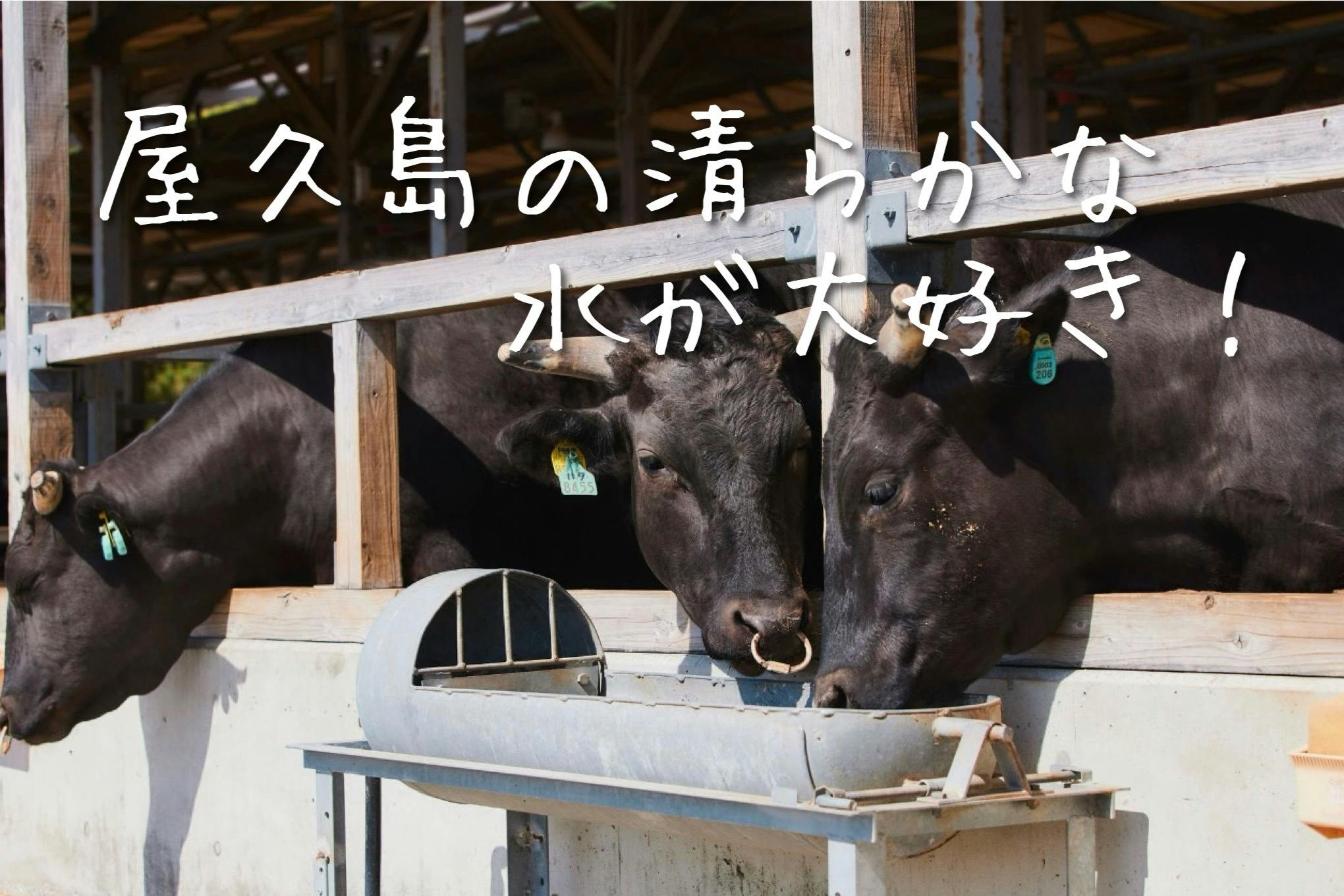 唯一無二の黒毛和牛「屋久島牛プロジェクト」〜世界自然遺産の味わいを