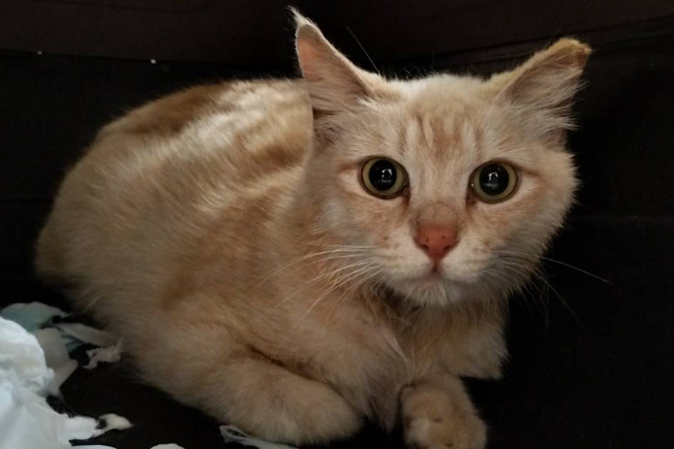 群馬の野良猫TNR支援プロジェクト - CAMPFIRE (キャンプファイヤー)