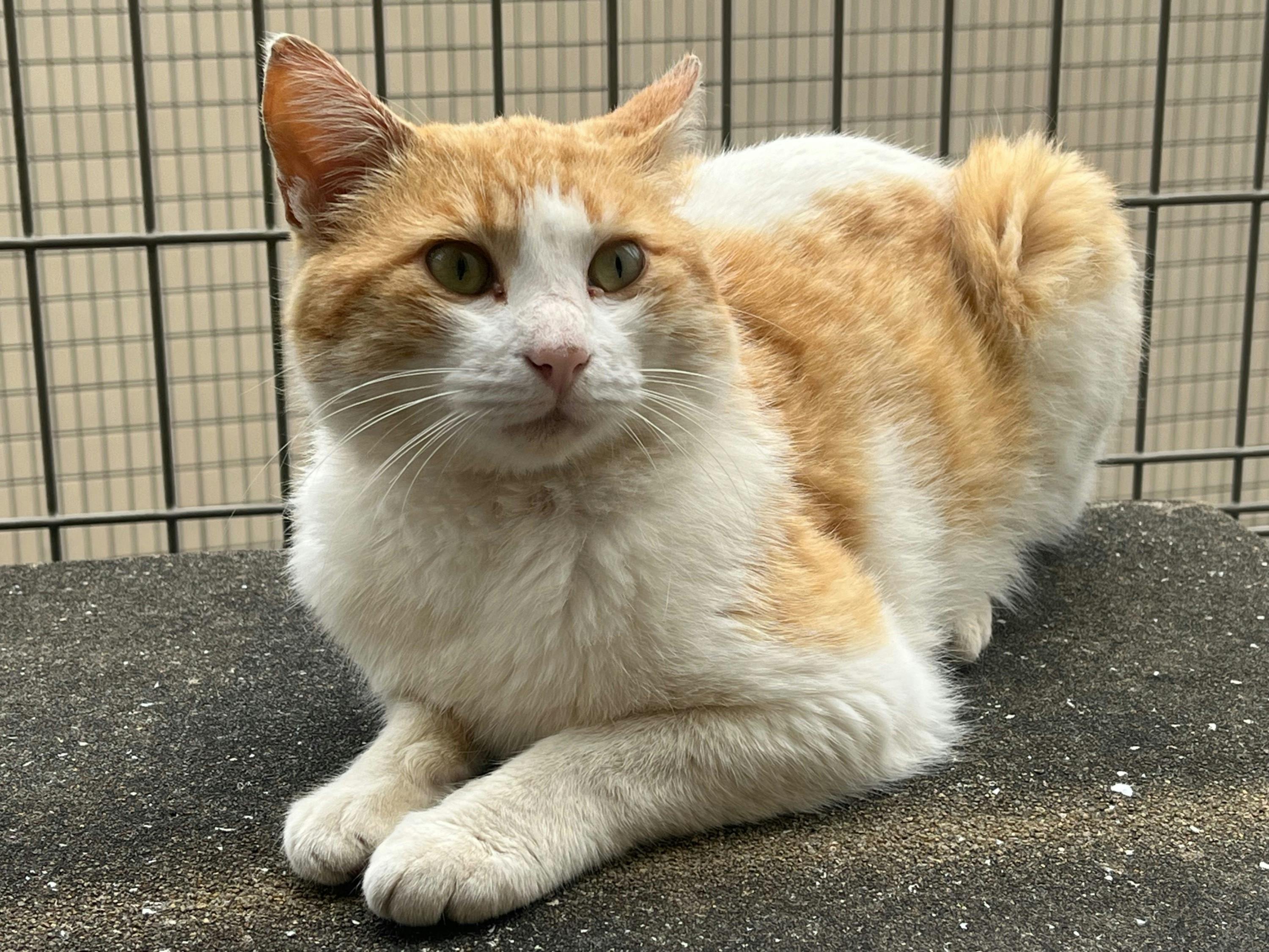 3番目のメイン画像