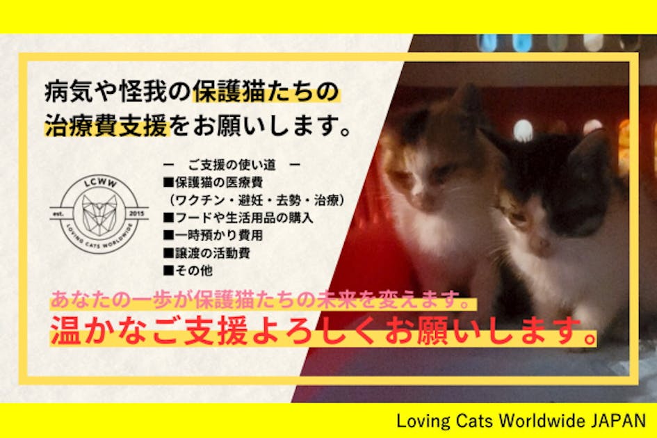 長野・保護猫24匹】重病の猫たちを一匹でも多く救いたい！医療費ご支援
