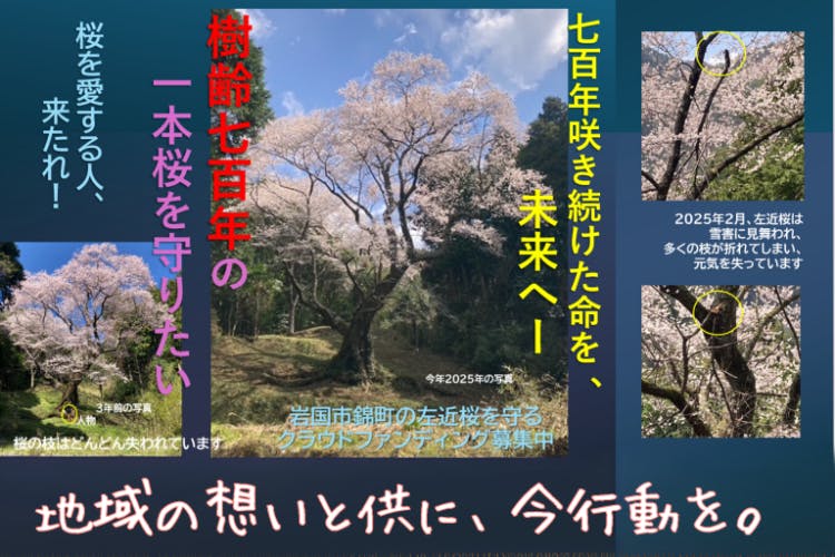 700年咲き続けた命を、未来へ──左近桜保全プロジェクト」 - CAMPFIRE