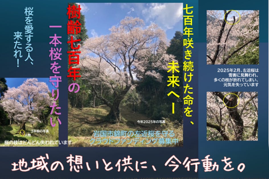 700年咲き続けた命を、未来へ──左近桜保全プロジェクト」 - CAMPFIRE
