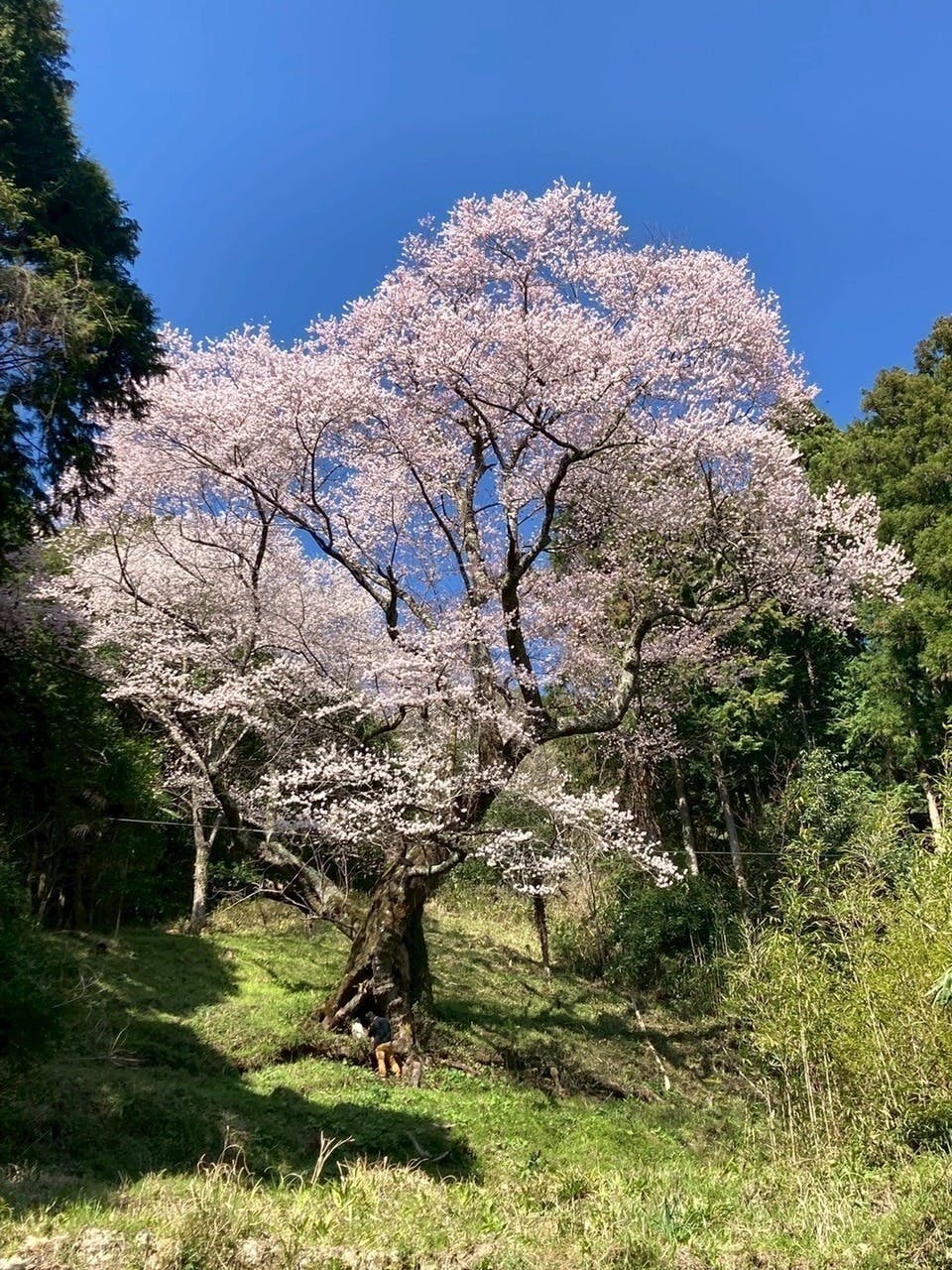 700年咲き続けた命を、未来へ──左近桜保全プロジェクト」 - CAMPFIRE
