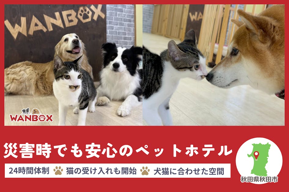 秋田県】災害時、犬猫たちに「安心の居場所」をつくりたい