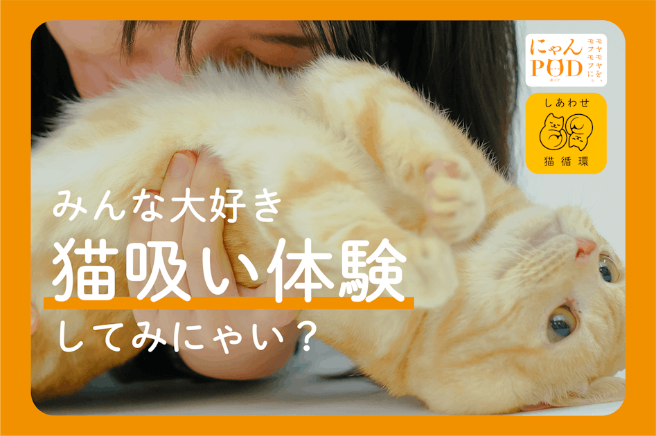 猫吸い体験してみにゃい？喫猫所（きつねこじょ）「にゃんPOD