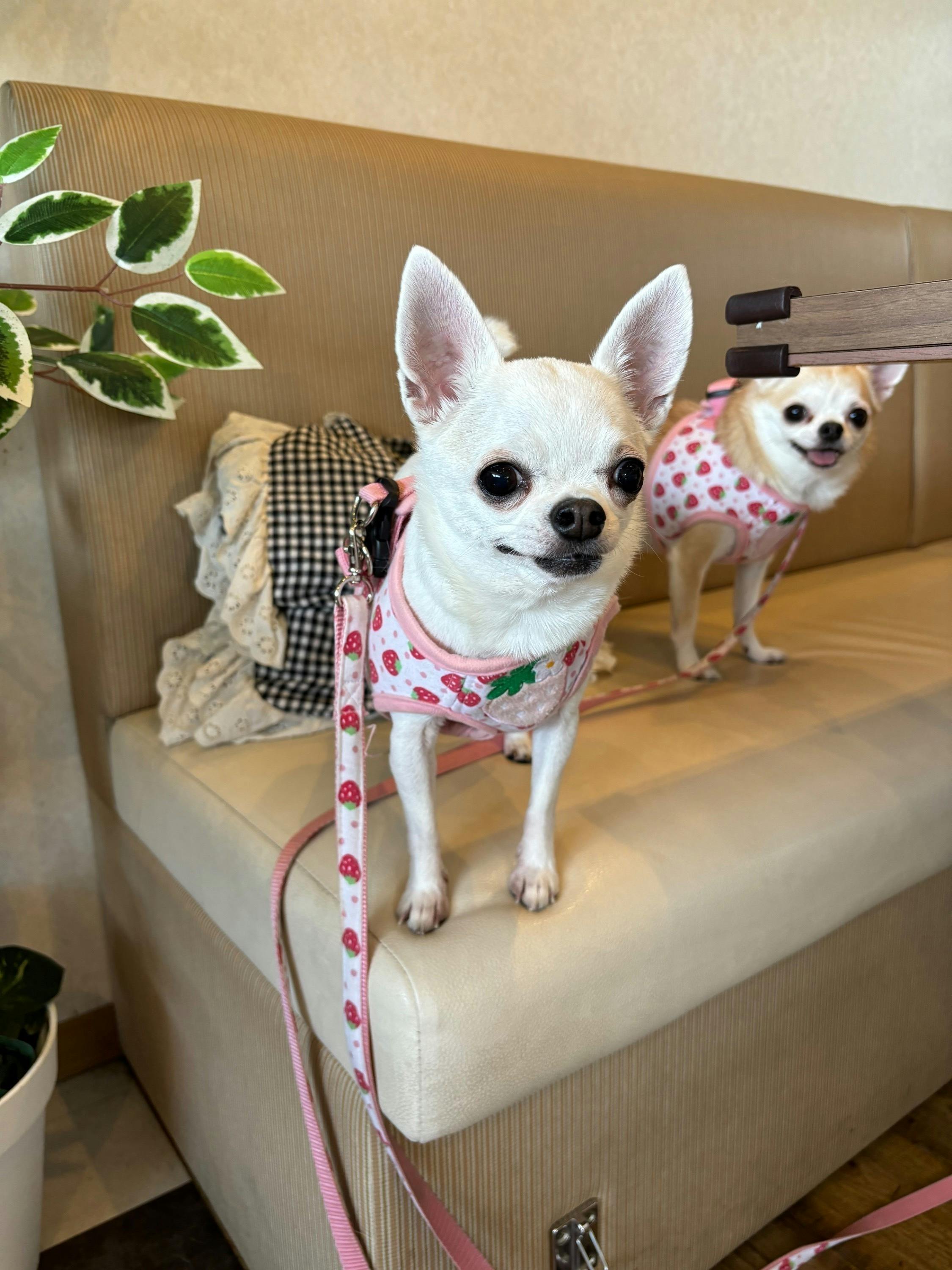 5番目のメイン画像