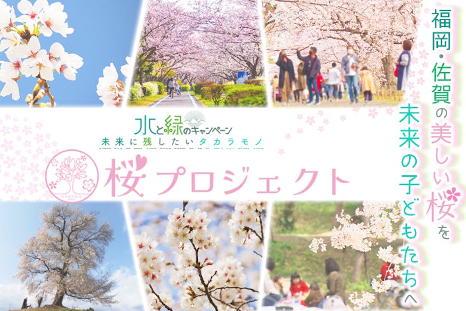福岡・佐賀の桜を守っていきたい！KBC「桜プロジェクト」にご支援を