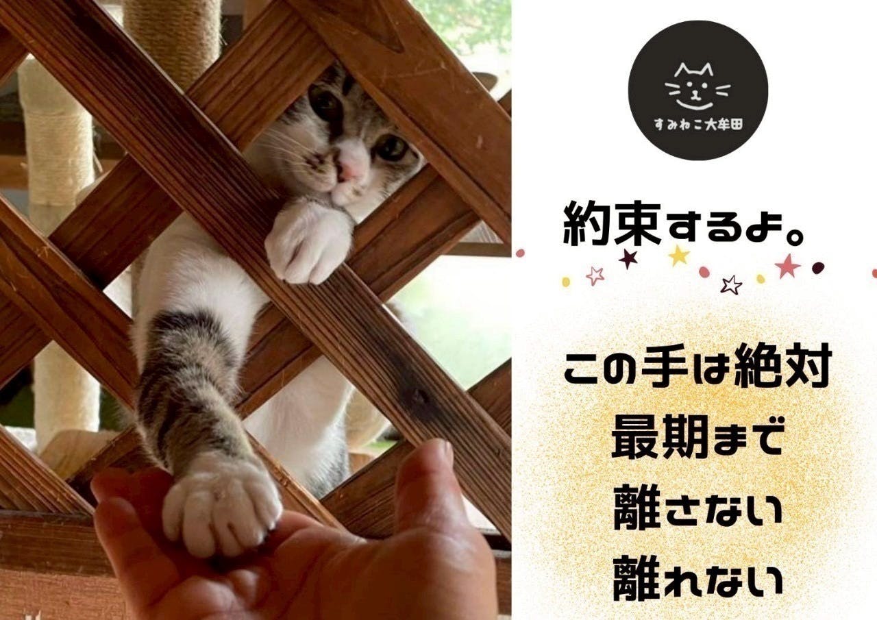 命懸けでたどり着いた猫たちの安心できる棲家を取り戻したい