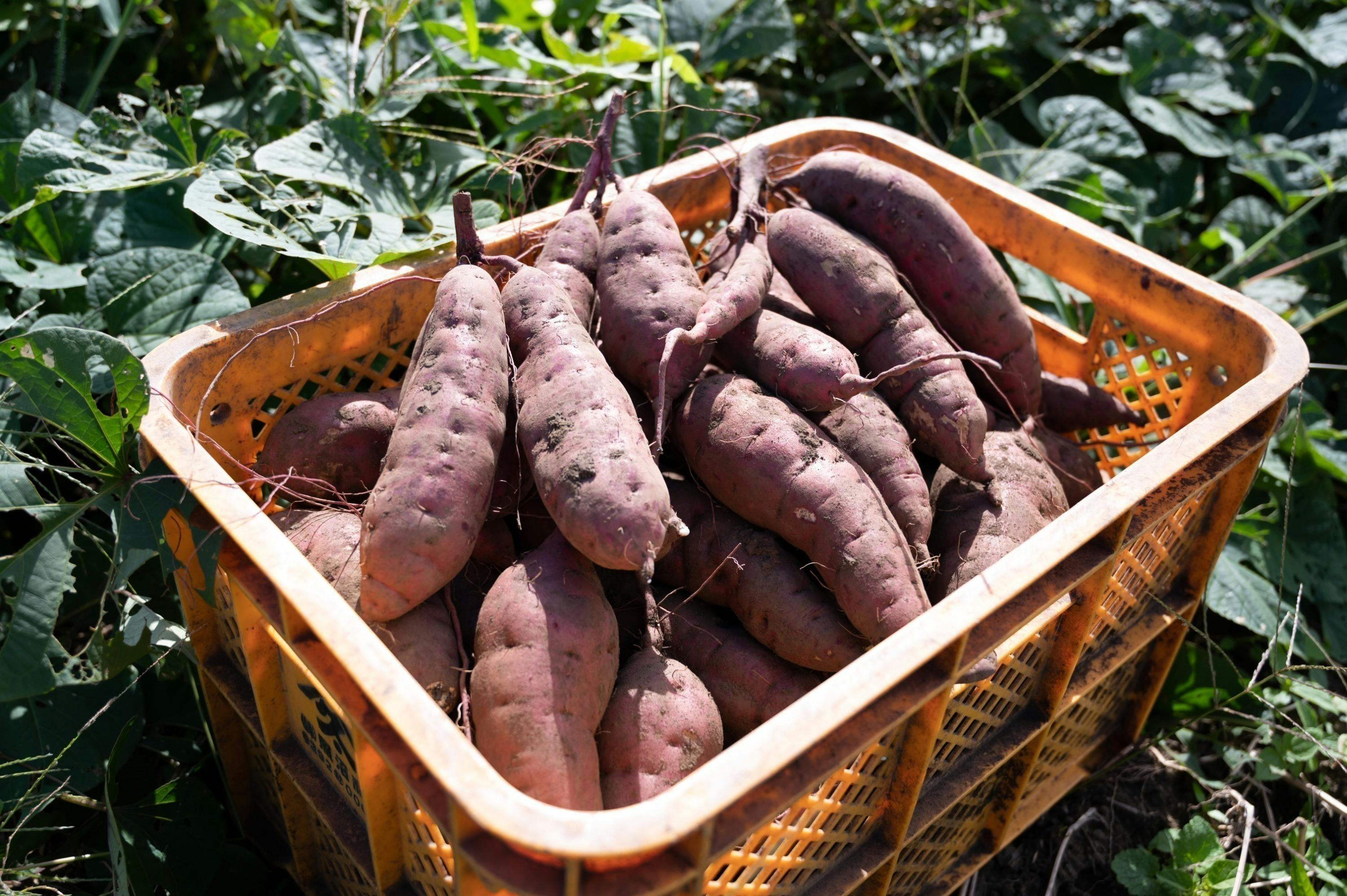 5番目のメイン画像