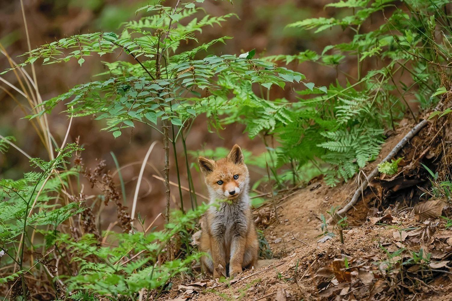 世界遺産・春日山原始林いのちの森を未来へ！】佐藤和斗写真集