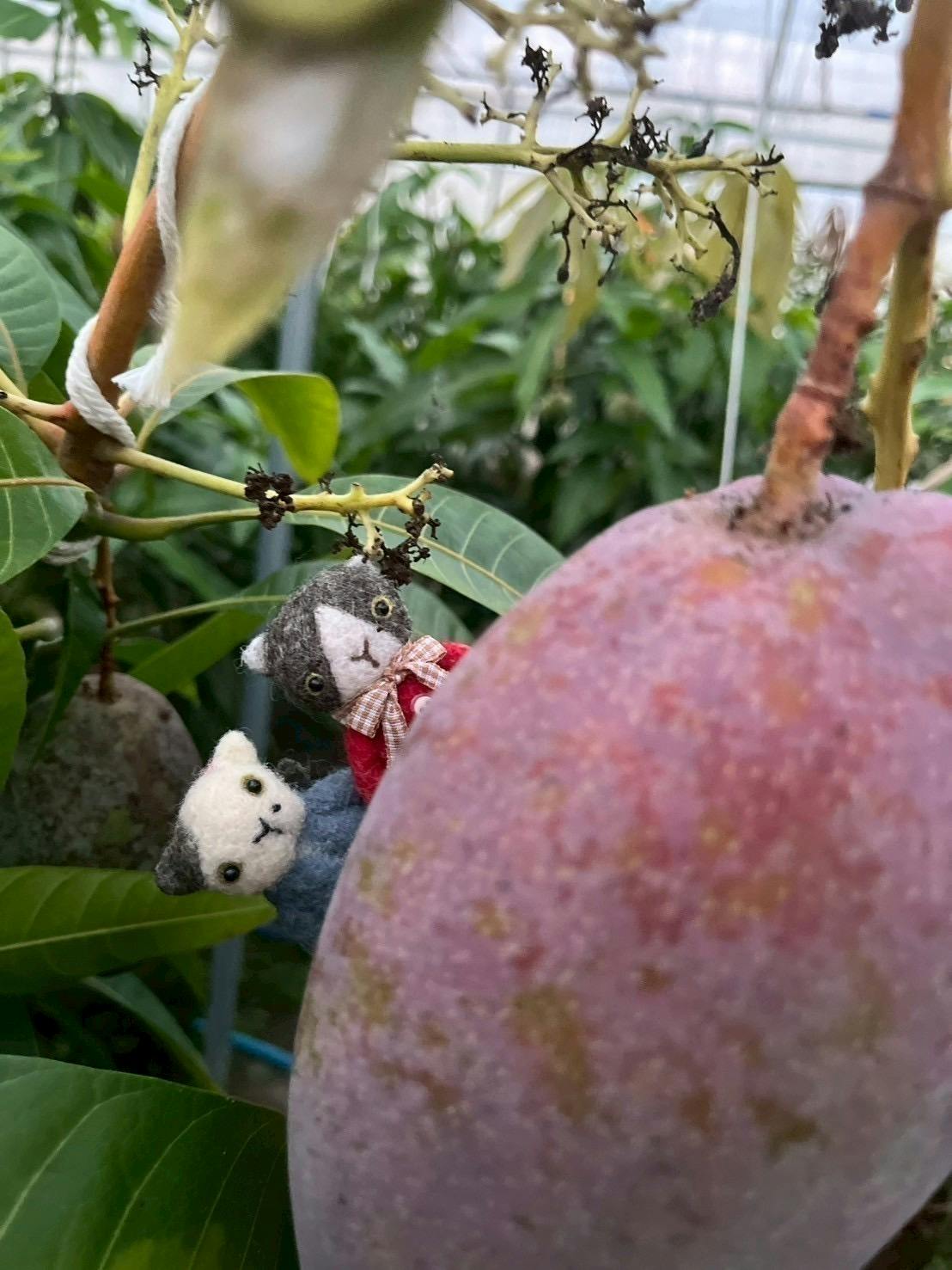 マンゴー苗 品種 グレン 10号特大 マンゴー苗 品種 グレン 10号特大 マンゴー苗 品種 グレン 10号特大 マンゴー苗 品種 グレン 10号特大