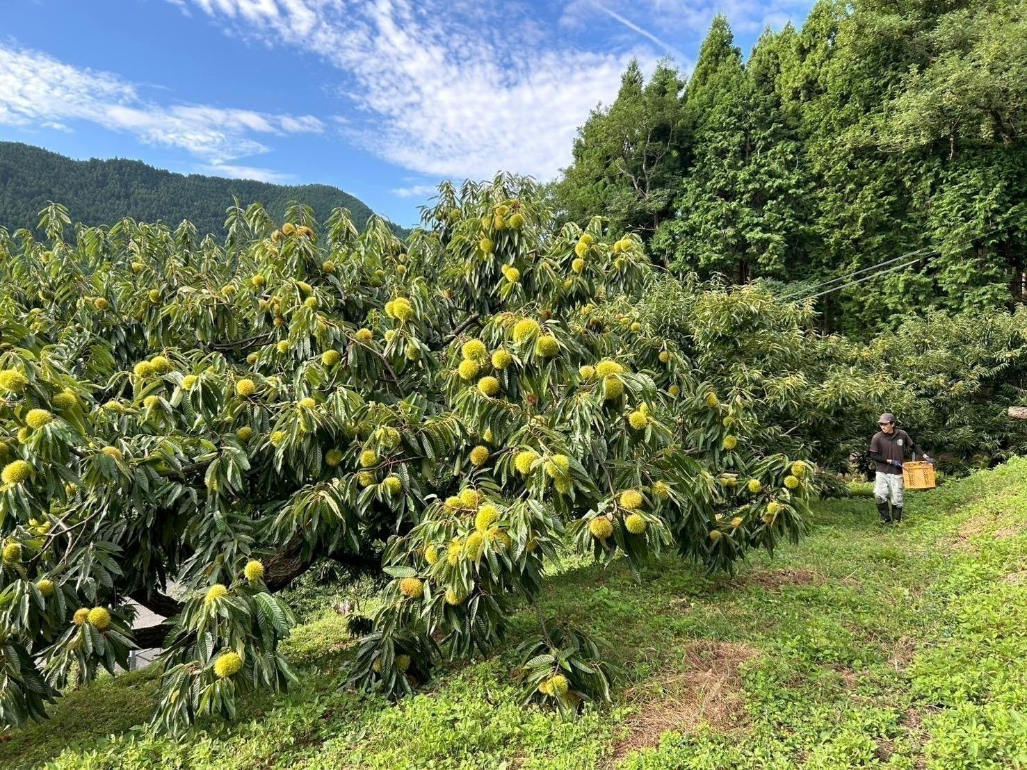 4番目のメイン画像