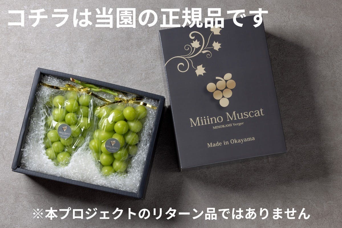 3年かけたシャインマスカットが初収穫！訳ありマスカットをみんなに