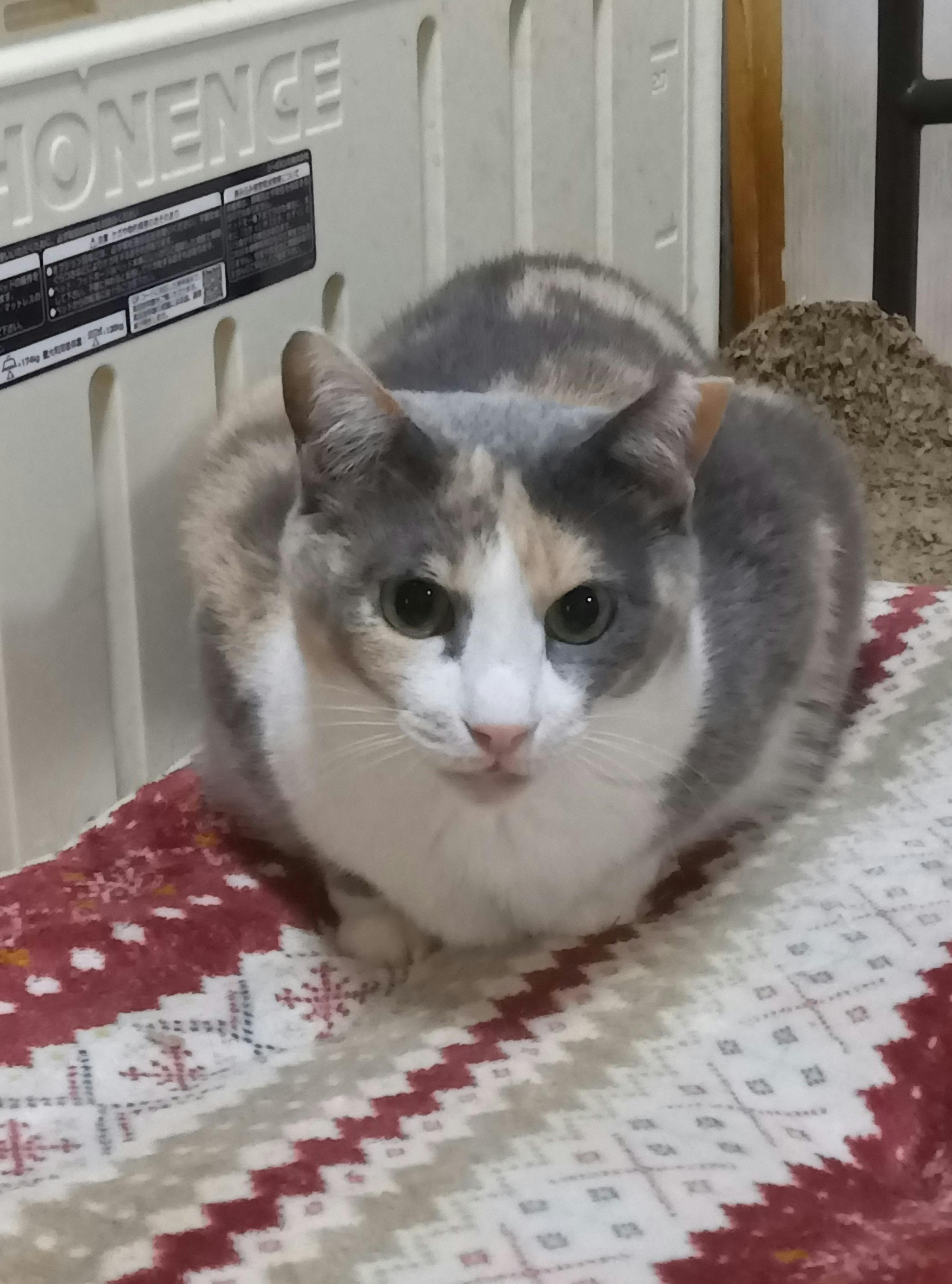 3番目のメイン画像